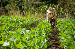 dedicación-agrícola-yeray