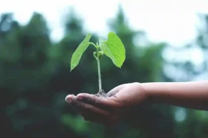 sostenibilidad-agrícola
