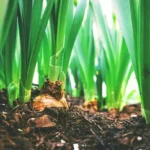 Sostenibilidad en el cultivo